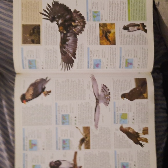 Animal the difinitive visual guide to the world's wildlife - Picture 3 of 3